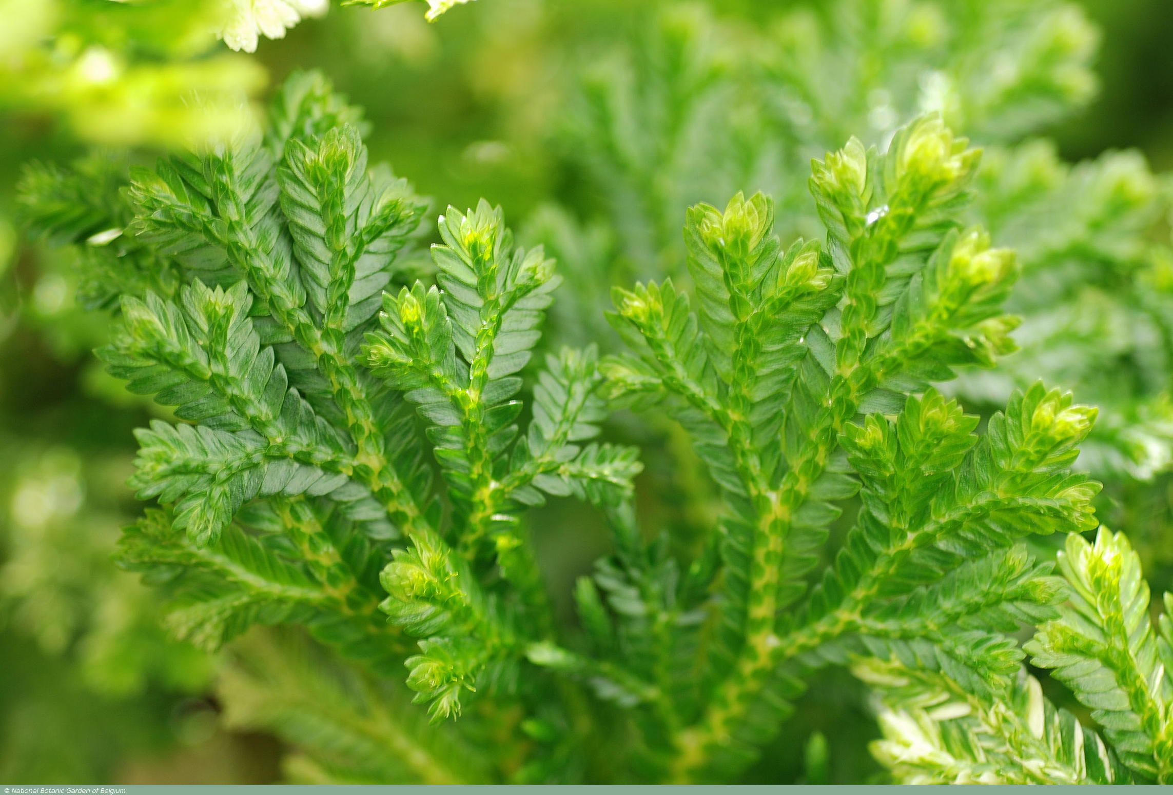 Selaginella Martensii